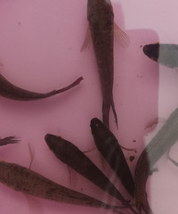 �������ġ��ö����Ѷ�˵��Ƥ���ټ��ˣ���������ץ�˼�ʮ��