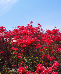 �߰�ˮ���ɽ�����������ʹ���ɽΨ���ž黨��