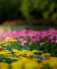 ���ⰻȻһ����ɽ��԰�Ļ����ݲ�