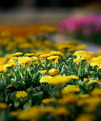 ���ⰻȻһ����ɽ��԰�Ļ����ݲ�