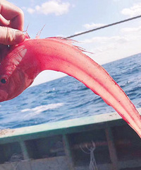 ���۸��᡿���Ͻ�����������ں�����