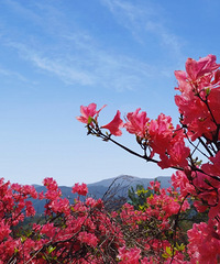 �Ͱ�����ɽ�����Ķž黨����½������