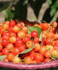 ̨��ӣ�Ҳ�ժ��ͼ����Щ����ժӣ�ҵĵط���