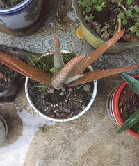 «����ô���ˣ�