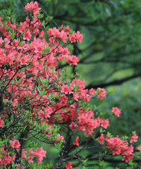 ��ɽ���鰦ӳɽ�죨5��2�մ���ɽ��