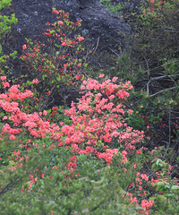 ��ɽ���鰦ӳɽ�죨5��2�մ���ɽ��