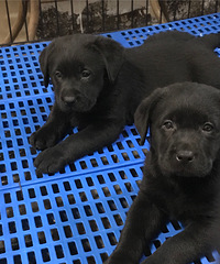 ����������Ȯ����