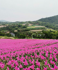 �����ܹȣ������Ŀ�ܴ̼�