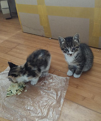 �����һ�¶��Сè��