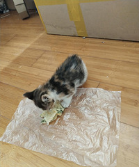 �����һ�¶��Сè��