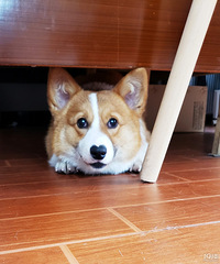 �˸��´�»��ܵ������