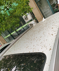 һ�Ű������������һ��365�����첻����