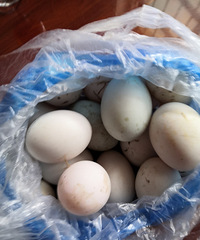 ����Ϊʲô��ô�죬��������ͨ�Ĺ�2Ԫ