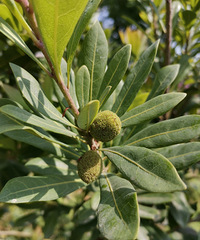 �������ġ���÷�Ӳ���ô�󣬳���÷�ı��ż�