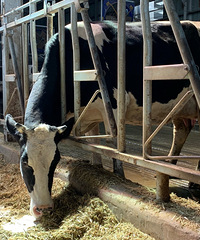 ��ţ��ζ����ĺܴ󣬵�ʱ�Ҹо������������֥ʿ���Ѷ�����