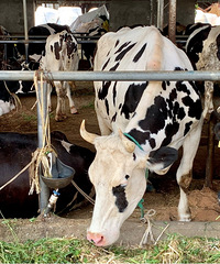 ��ţ��ζ����ĺܴ󣬵�ʱ�Ҹо������������֥ʿ���Ѷ�����