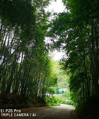 �Ͻ���ԭ��̬�񺣣��뿪���е����ֺ�����