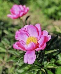 ����������ͷ��ʯ�壬��ҩ�����򿨹���