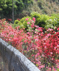 ��̨���ɽ���϶ž黨�����ϼŭ�ţ������ٵ�һ�꣡