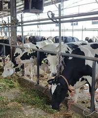 ���ڴ�С����������������������Ȼ���ȣ����Ǻ�����Ȥ