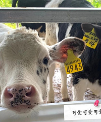 ���ڴ�С����������������������Ȼ���ȣ����Ǻ�����Ȥ