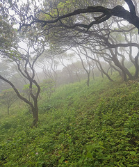 ���￴��������ɽ��ǧ��ž������