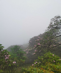 ���￴��������ɽ��ǧ��ž������