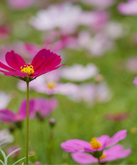 �񻷸ɽ���ջͷ��һƬ��֪���Ļ���뺣��������û�о�ͷ����