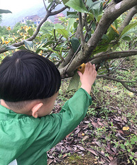 �������˻����٣���ժ��������ʱ�����޷ŷ衿