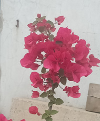三角梅爆盆