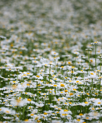 ����̫���棡4000�OС���ջ����������ţ���Ҫ��Ʊ��ѹ��ͣ�