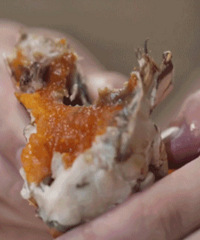 �������ʳ��ֵ������һ��