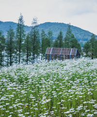 ����̫���棡4000�OС���ջ����������ţ���Ҫ��Ʊ��ѹ��ͣ�