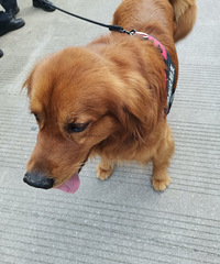 ʧ������-�񵽽�ëһֻ������ʶ����ϵ�����