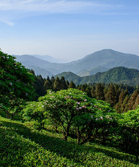 �����ž� ǧ��֮Լ