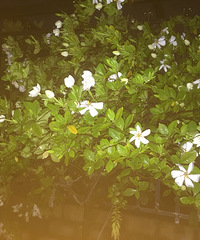 ���һ�ɵ���������