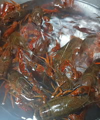 �óԵ�˱��ָ������С��Ϻ