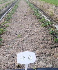 ��ݮ������ô��Ʒ��ѽ�����ݮ԰ѧϰ����