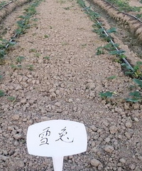 ��ݮ������ô��Ʒ��ѽ�����ݮ԰ѧϰ����