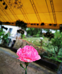 ���۸��᡿520�ò�����������/�Ϲ�Ҫ���