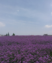 ·�Ż��´���Ƭ���������޲ݿ���������