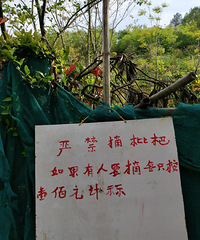 �Ͻ�ժ���ˣ�ÿֻ��һ��Ԫ�ƣ������Ľ�������ס���𡭡�