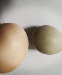 ���Ѽ��Լ����Ŀ�ȸ���Լ�����ɽ������������