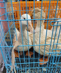 �߰˽��ص���Ѽ60��Ǯһֻ��������