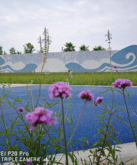 ��ɳ��ʪ����̬������԰����ʢ�������۵�����