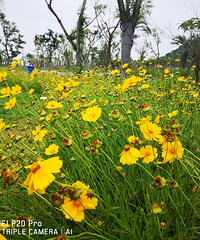 ��ɳ��ʪ����̬������԰����ʢ�������۵�����