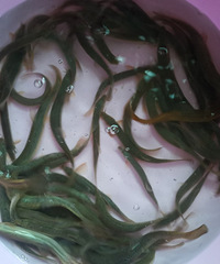 �������ġ�Ұ�����������ƻ��߲��䵰��֮��Ʒ��50һ�ﶼ����