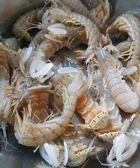 ƤƤϺ���������ĸ��óԣ��Եľ���һ����