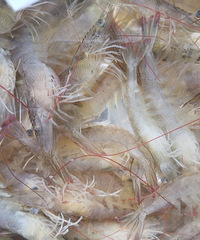 �����ͱ�Ϻ��������������