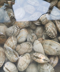 ���򵥵Ĵ��ͻ���ζ��������